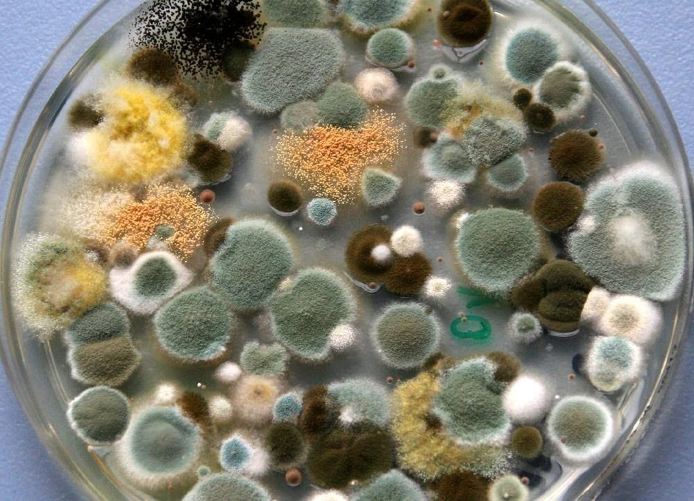 Mold in a petri dish
