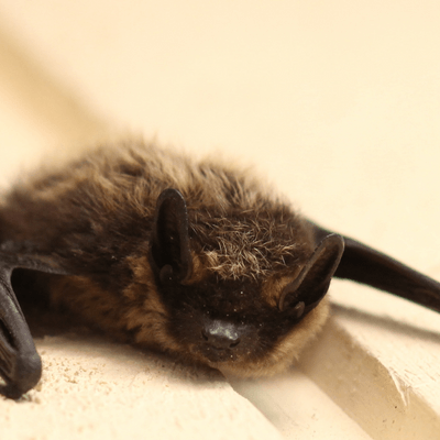 A close up of a bat laying on a wall.