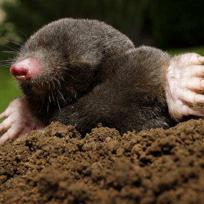 A close up of a mole laying in the dirt