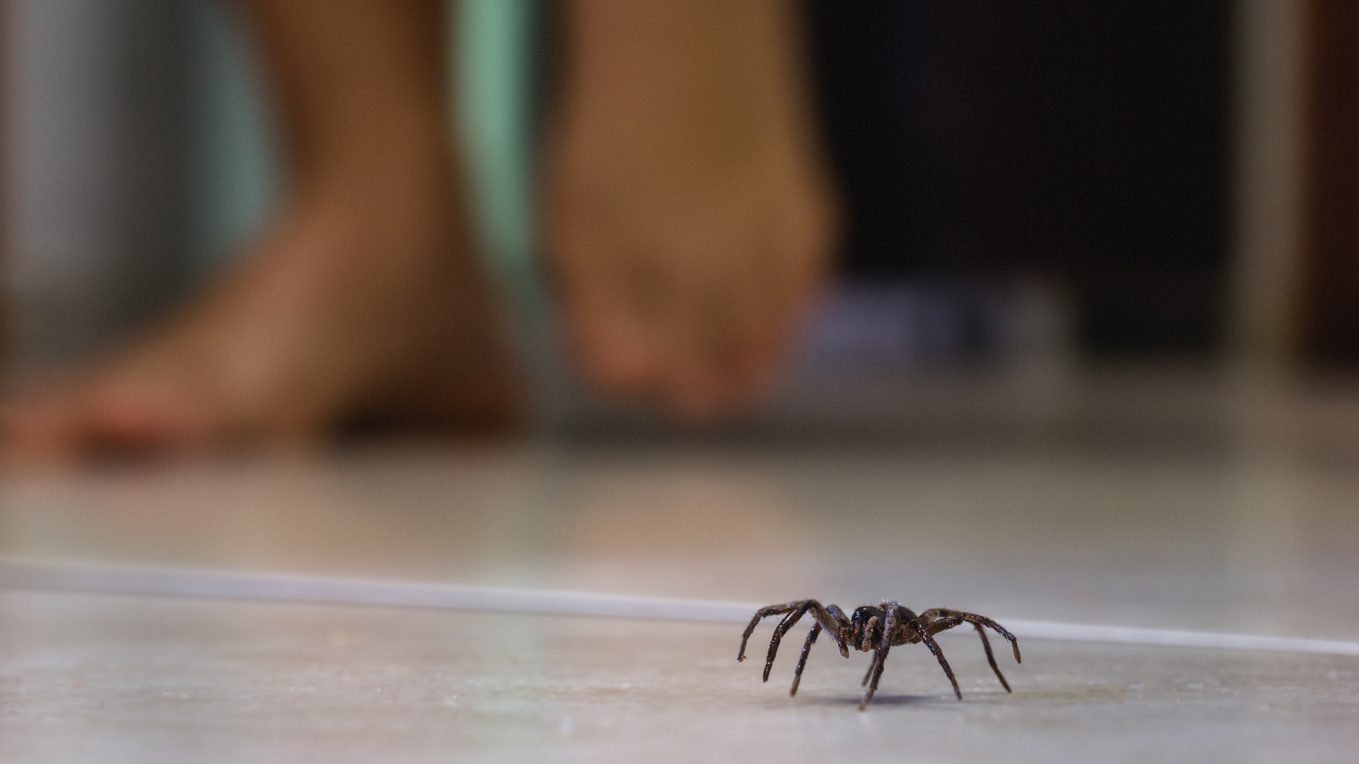 A large spider on a floor, a blurry foot above it.