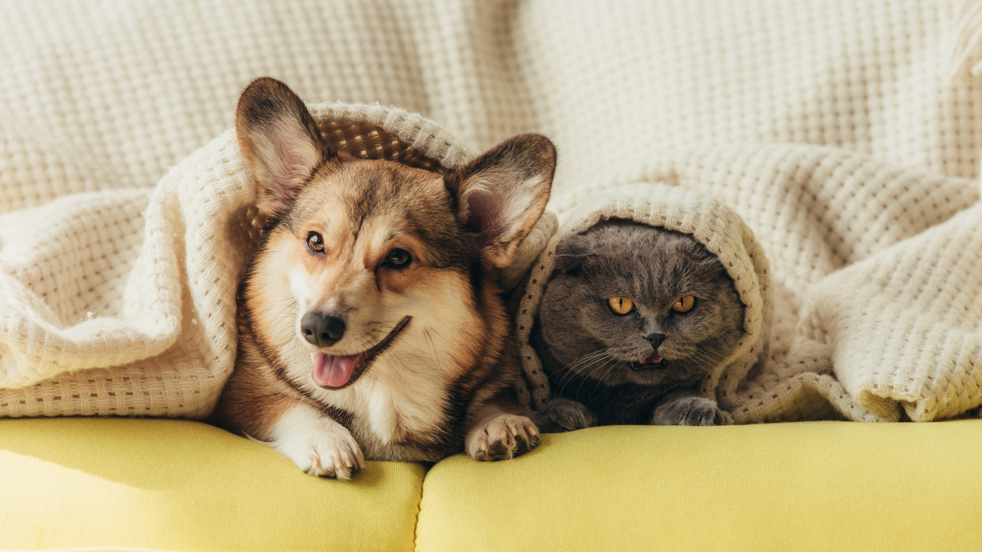 Corgi and gray cat snuggle under a cream blanket on a yellow couch.