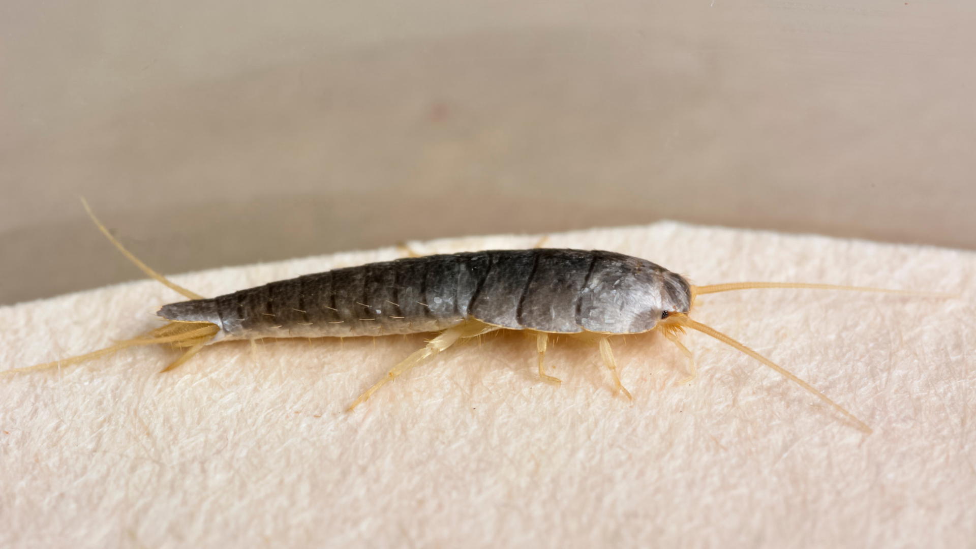Silverfish insect with silver and gray body, long antennae, and legs on a light surface.