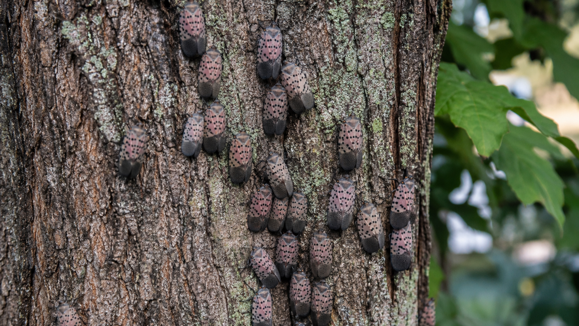 Tree trunk covered with clustered dark brown pine cone-like growths on rough bark