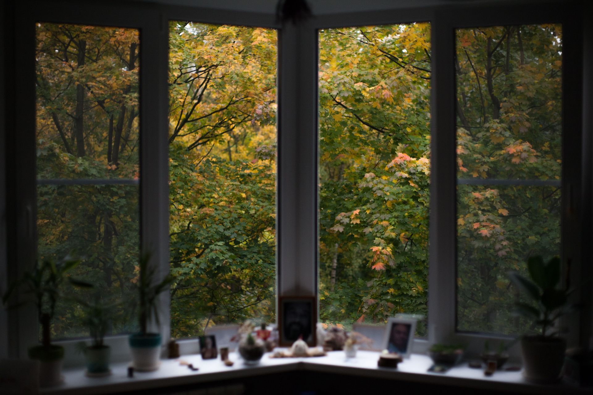 Large window with potted plants on the sill, overlooking a green autumn forest