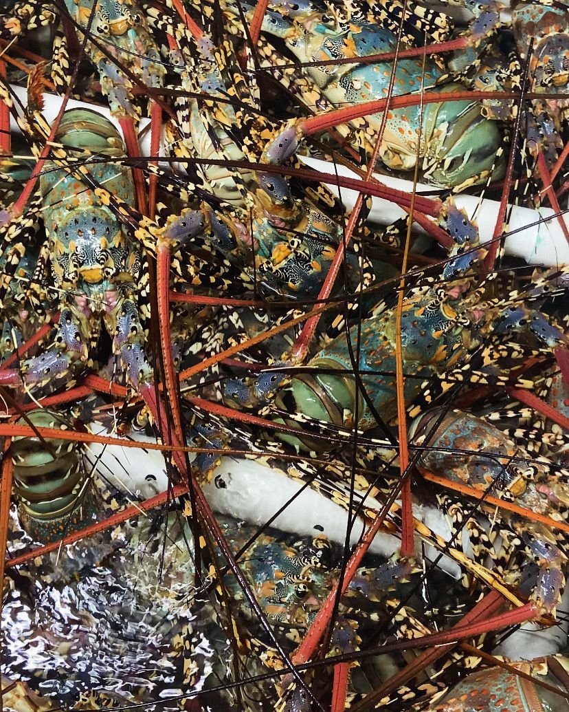Dense tangle of Tropical Rock lobster in a live tank on a commercial fishing boat