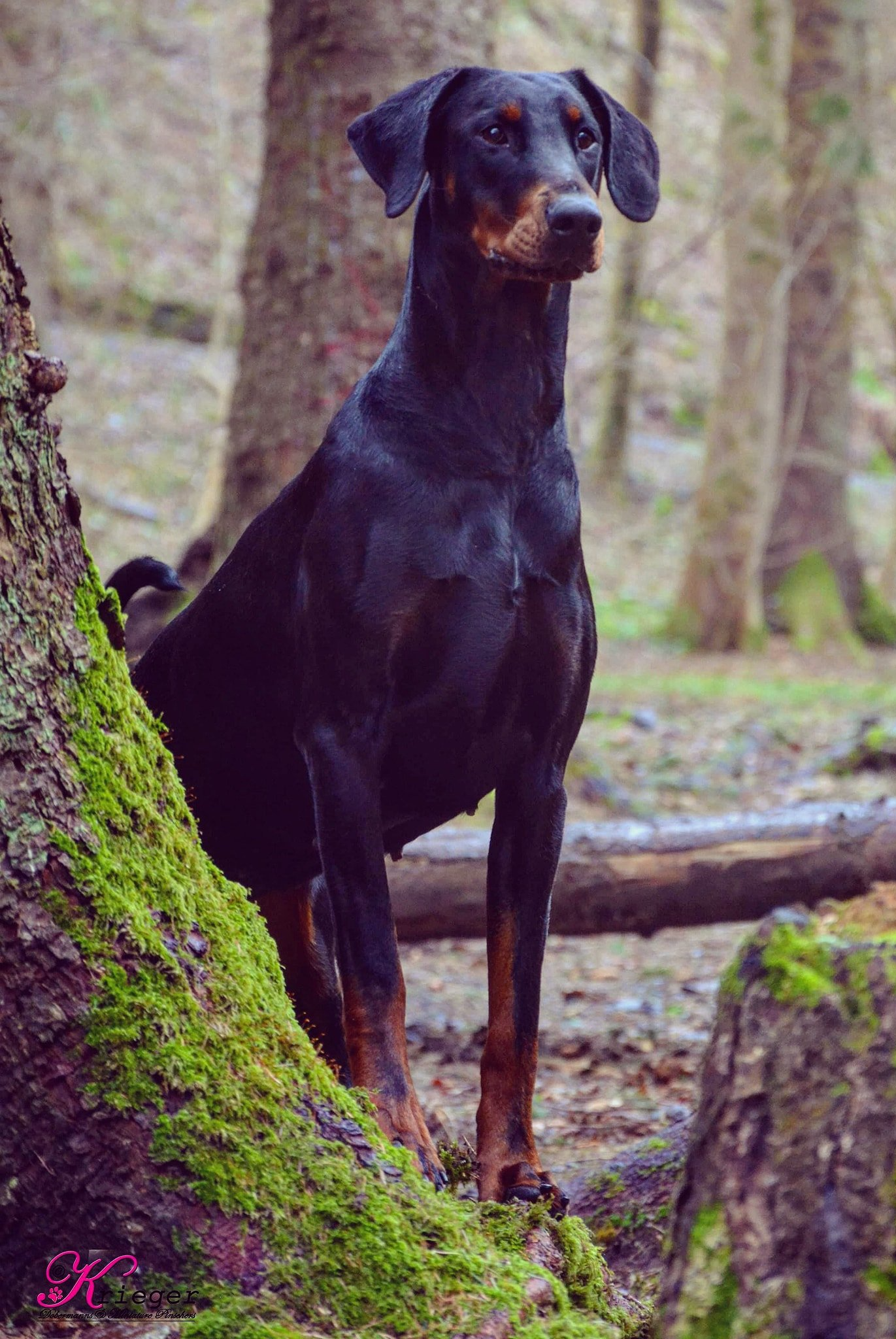 Imogen