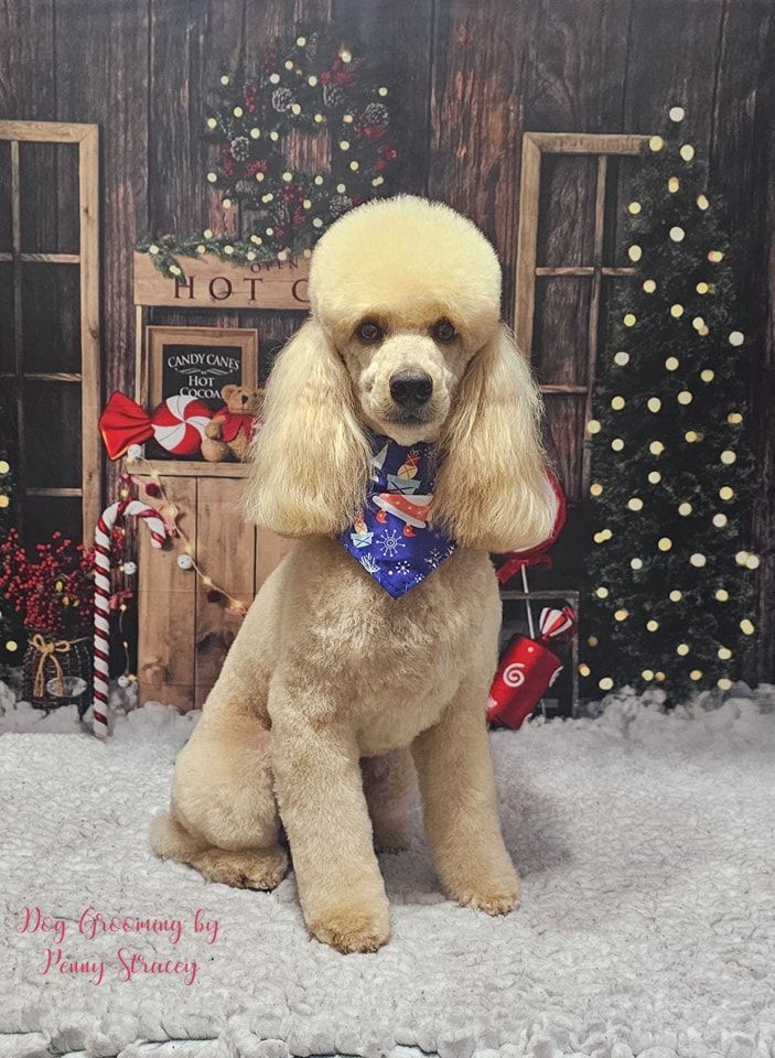 Dog Grooming by Penny Stracey