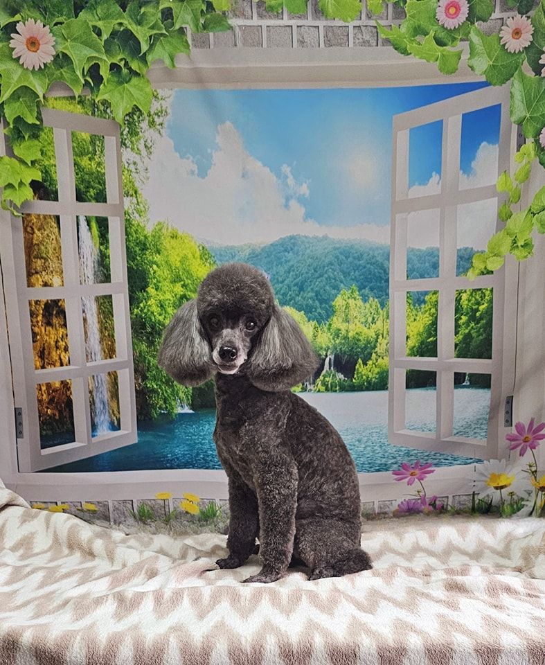 Dog Grooming by Penny Stracey