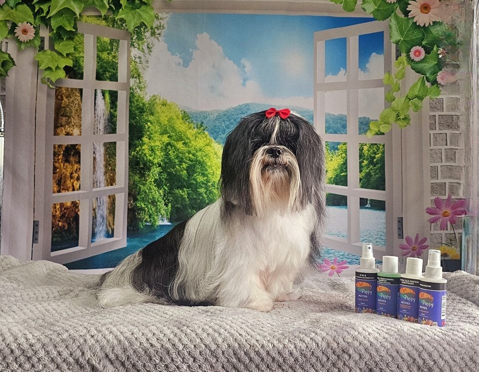 Dog Grooming by Penny Stracey