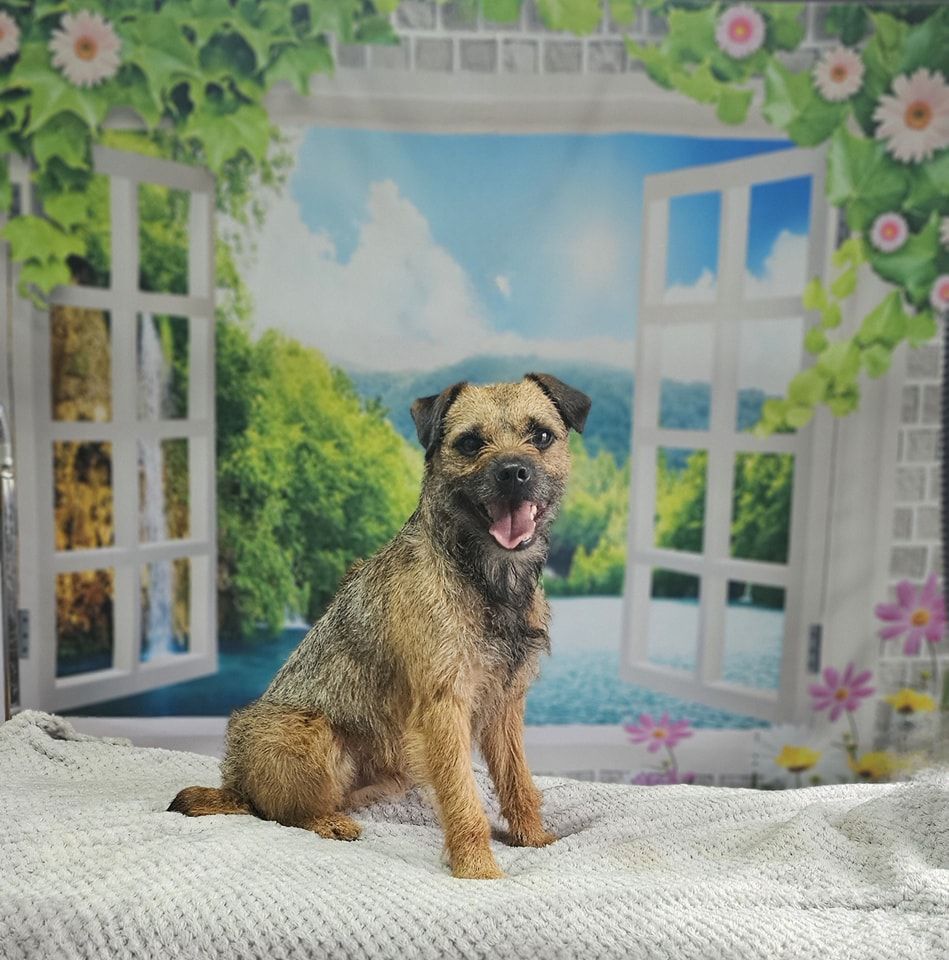 Dog Grooming by Penny Stracey