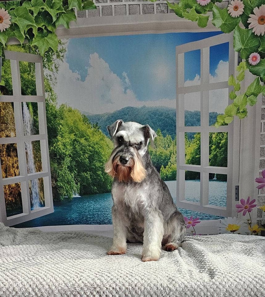 Dog Grooming by Penny Stracey