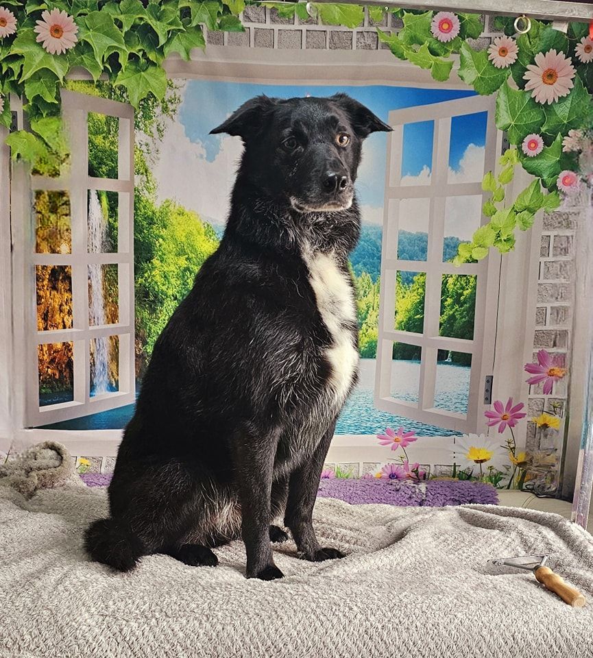 Dog Grooming by Penny Stracey