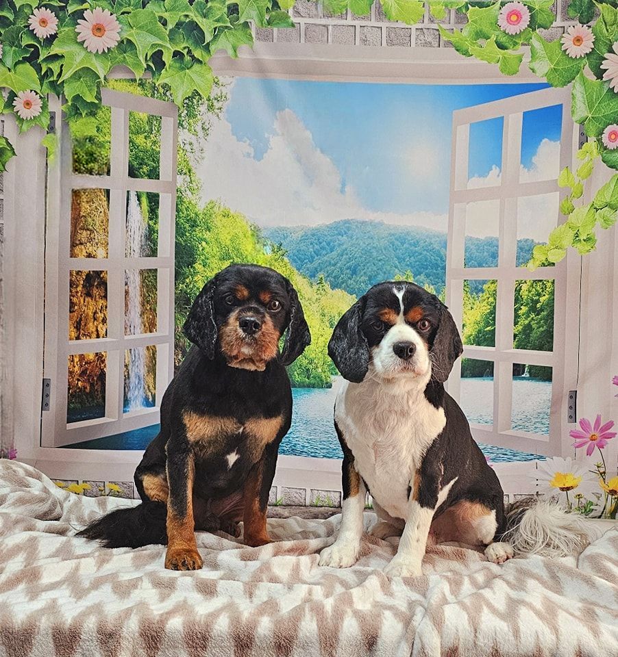 Dog Grooming by Penny Stracey