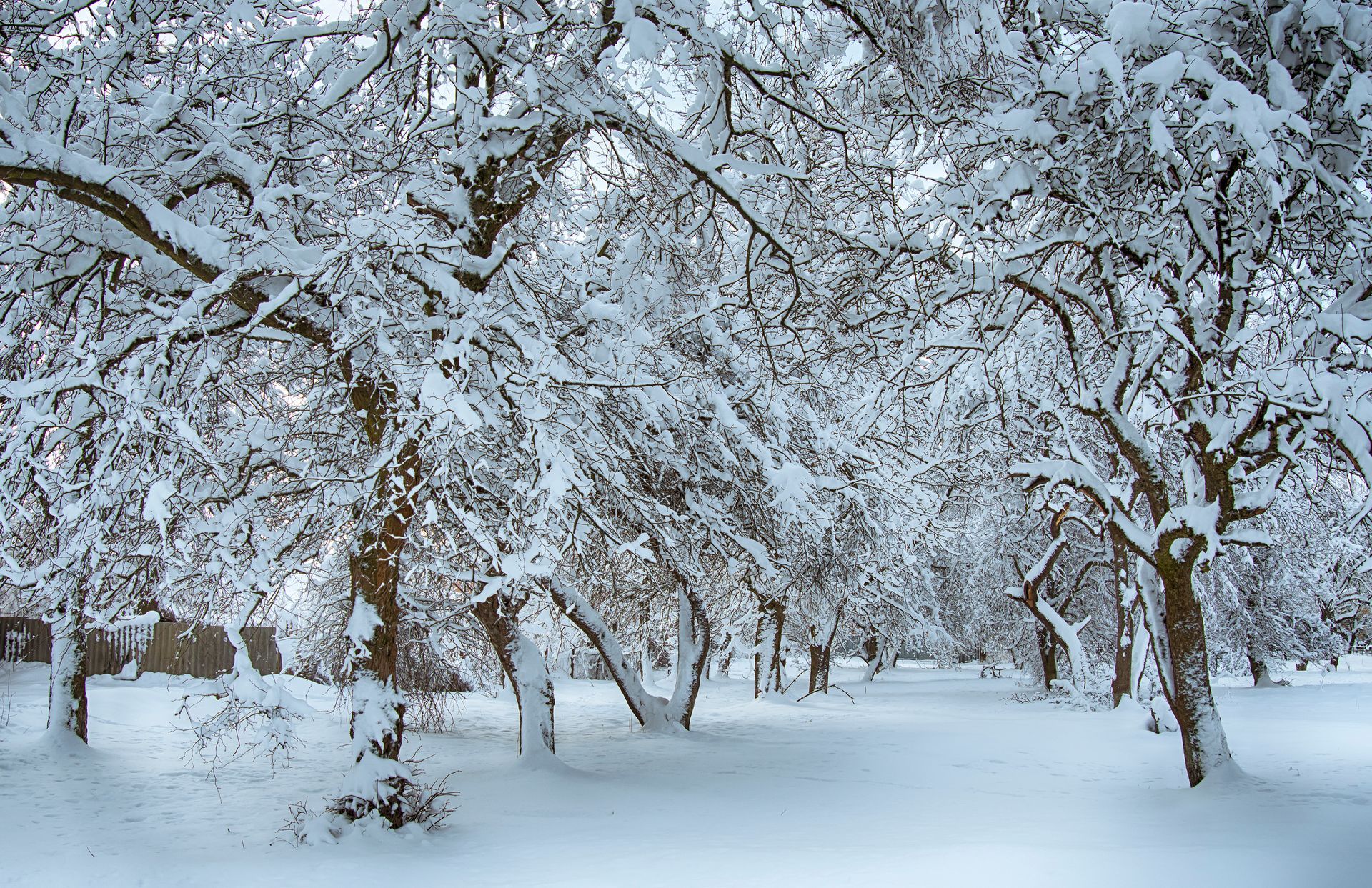 Comment entretenir son jardin en hiver - amr greentech 