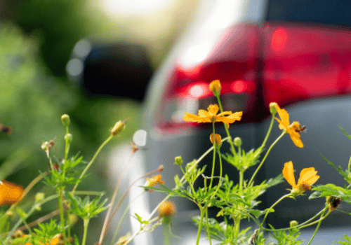 Yellow wildflowers growing beside a blurred red car outdoors
