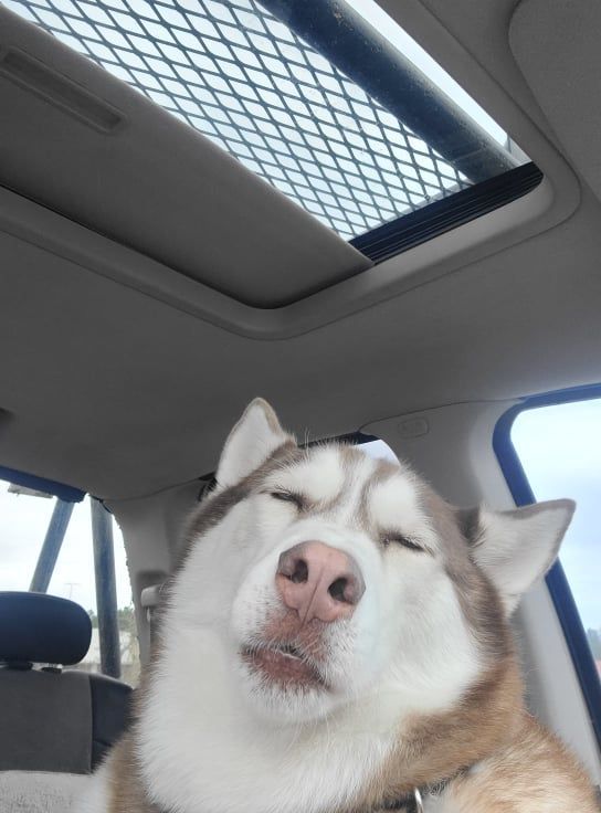Sebastian, the Siberian husky who is the Hephaestus Industry mascot
