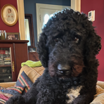 A black dog is sitting on a couch in a living room.