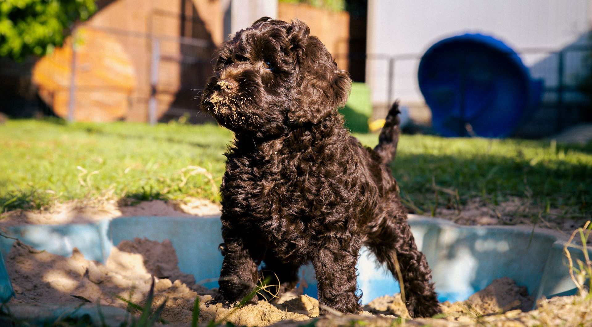 Australian Labradoodle