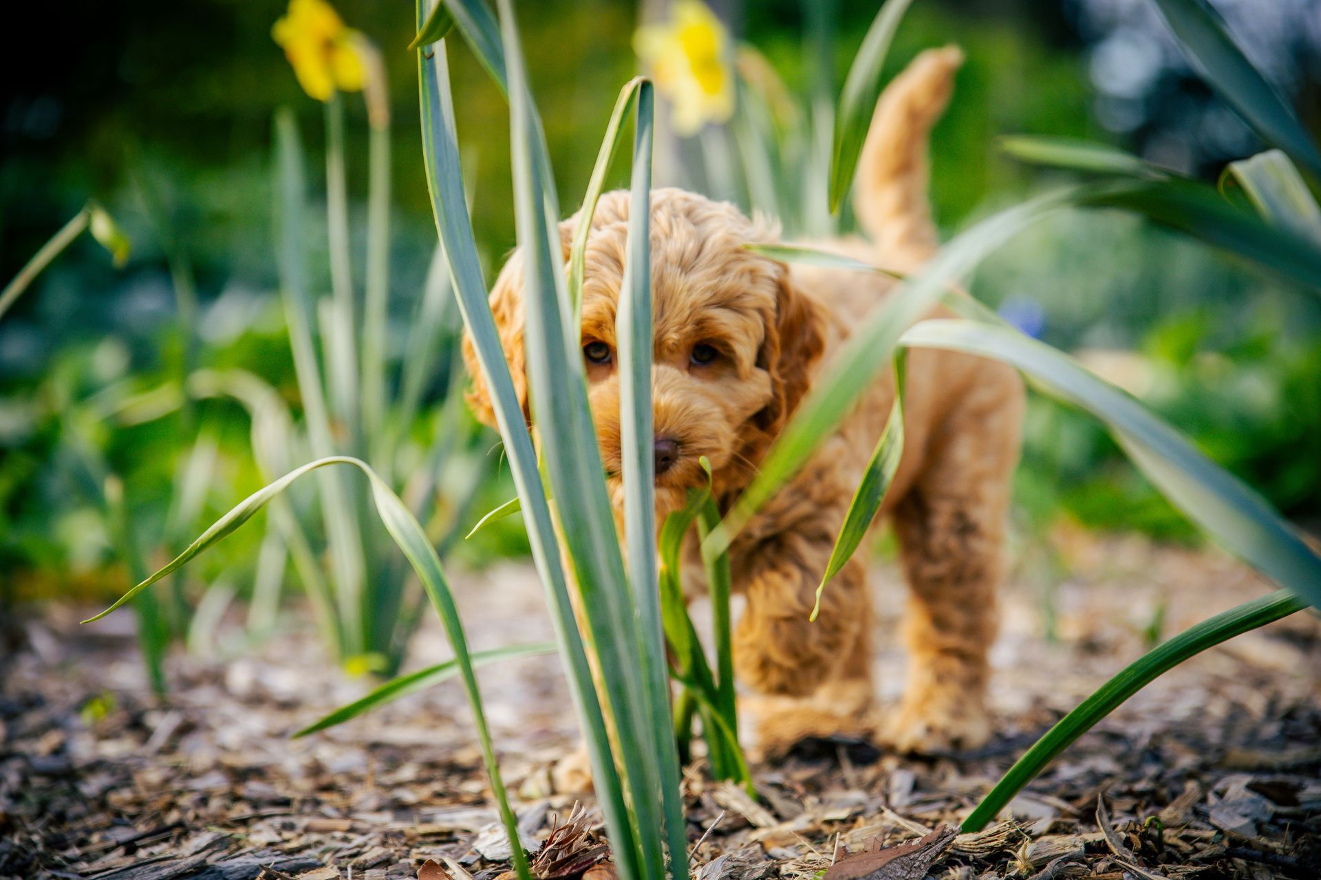 Australian Labradoodle