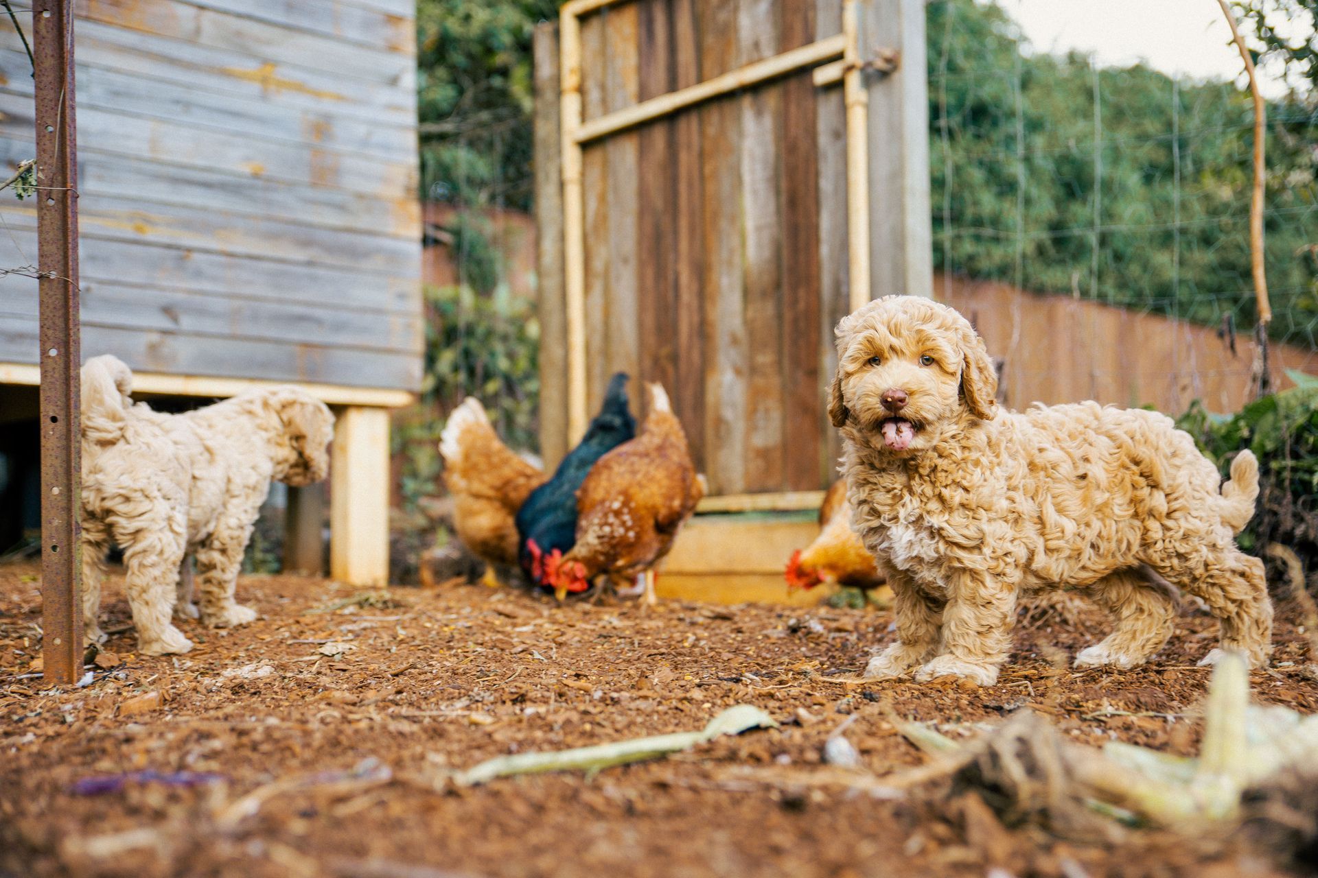 Australian Labradoodle
