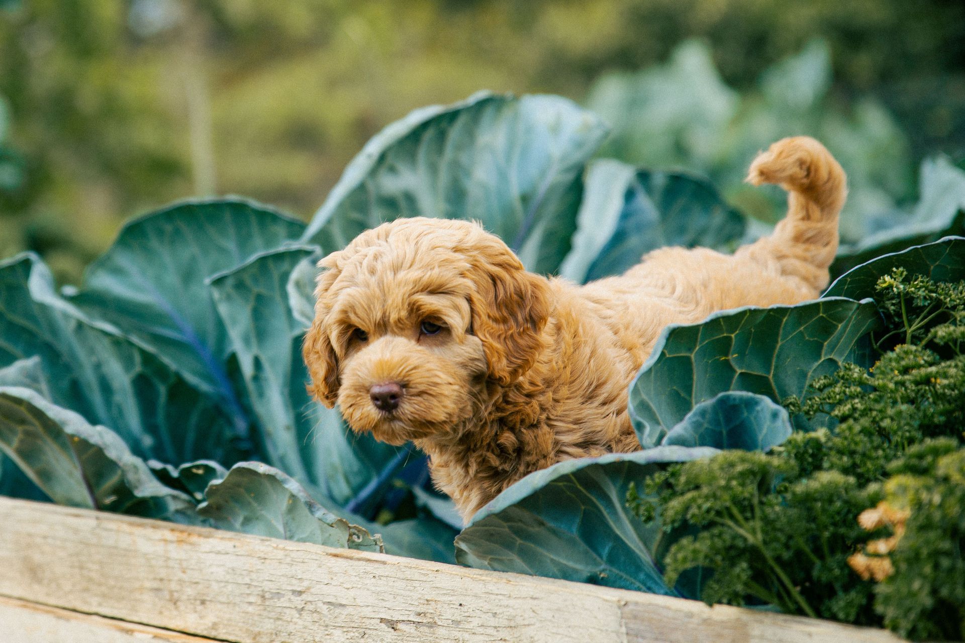 Australian Labradoodle
