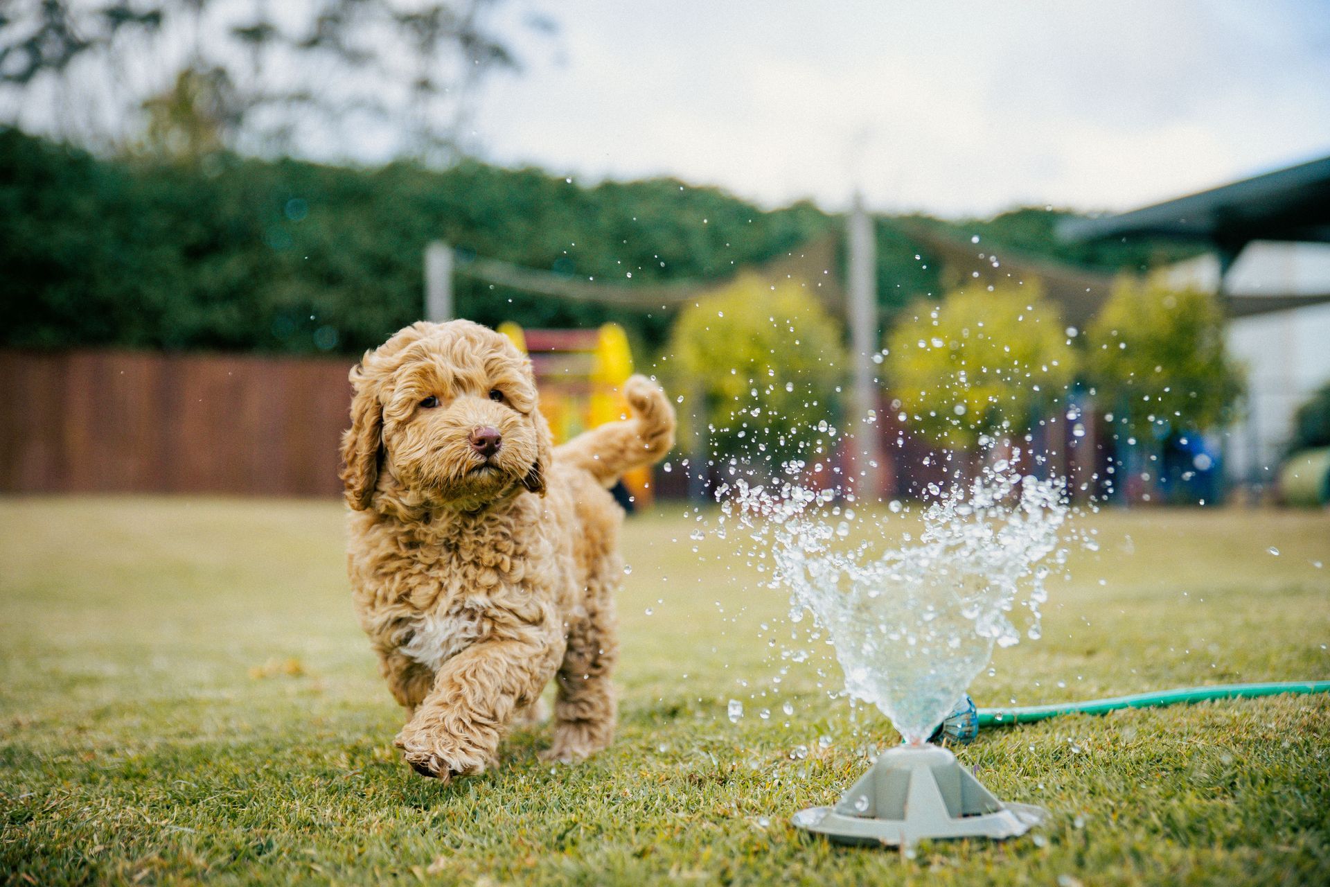 Australian Labradoodle