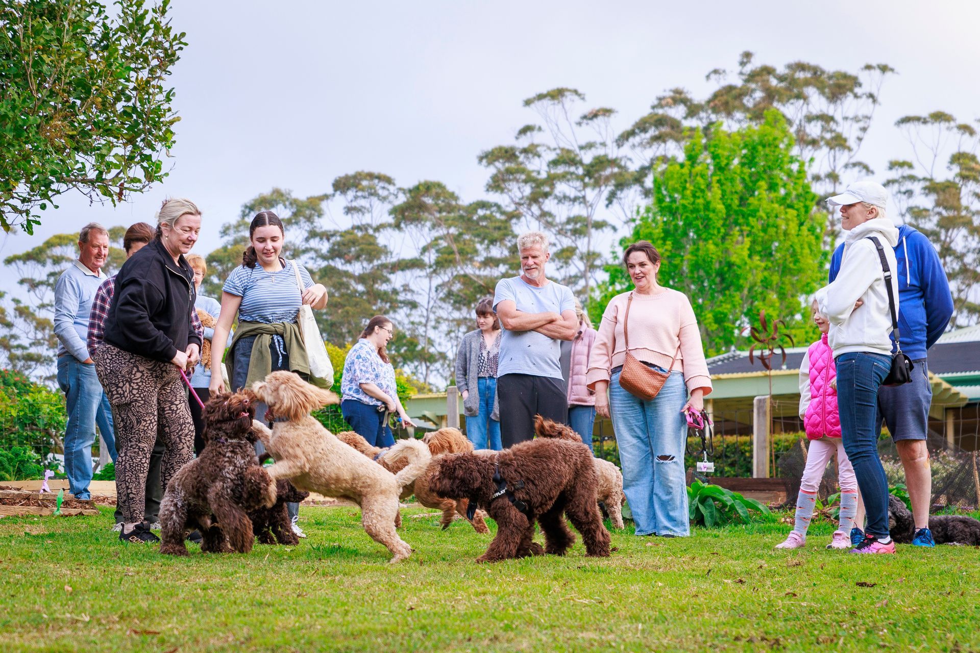 Australian Labradoodle