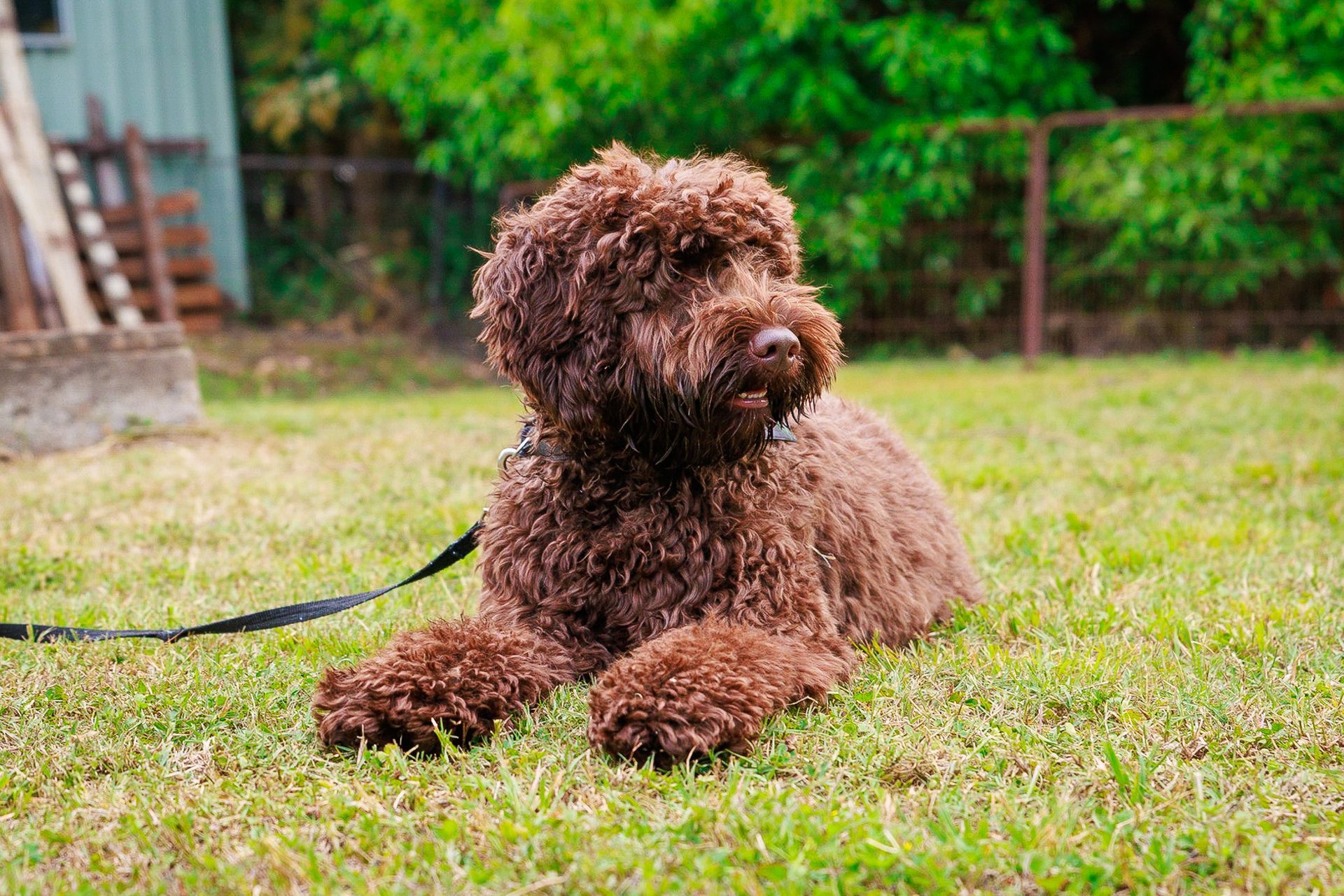 Australian Labradoodle