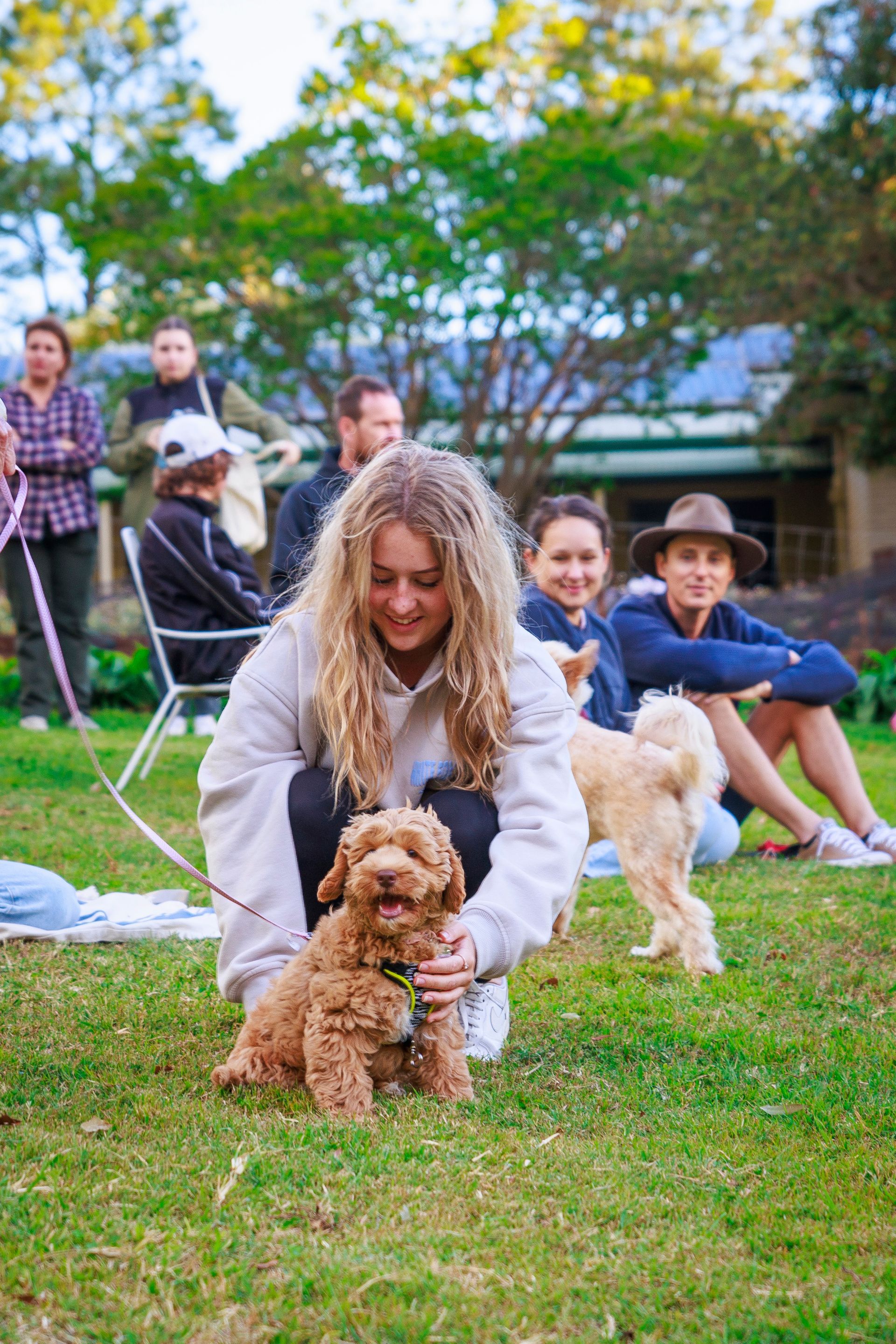 labradoodle queensland