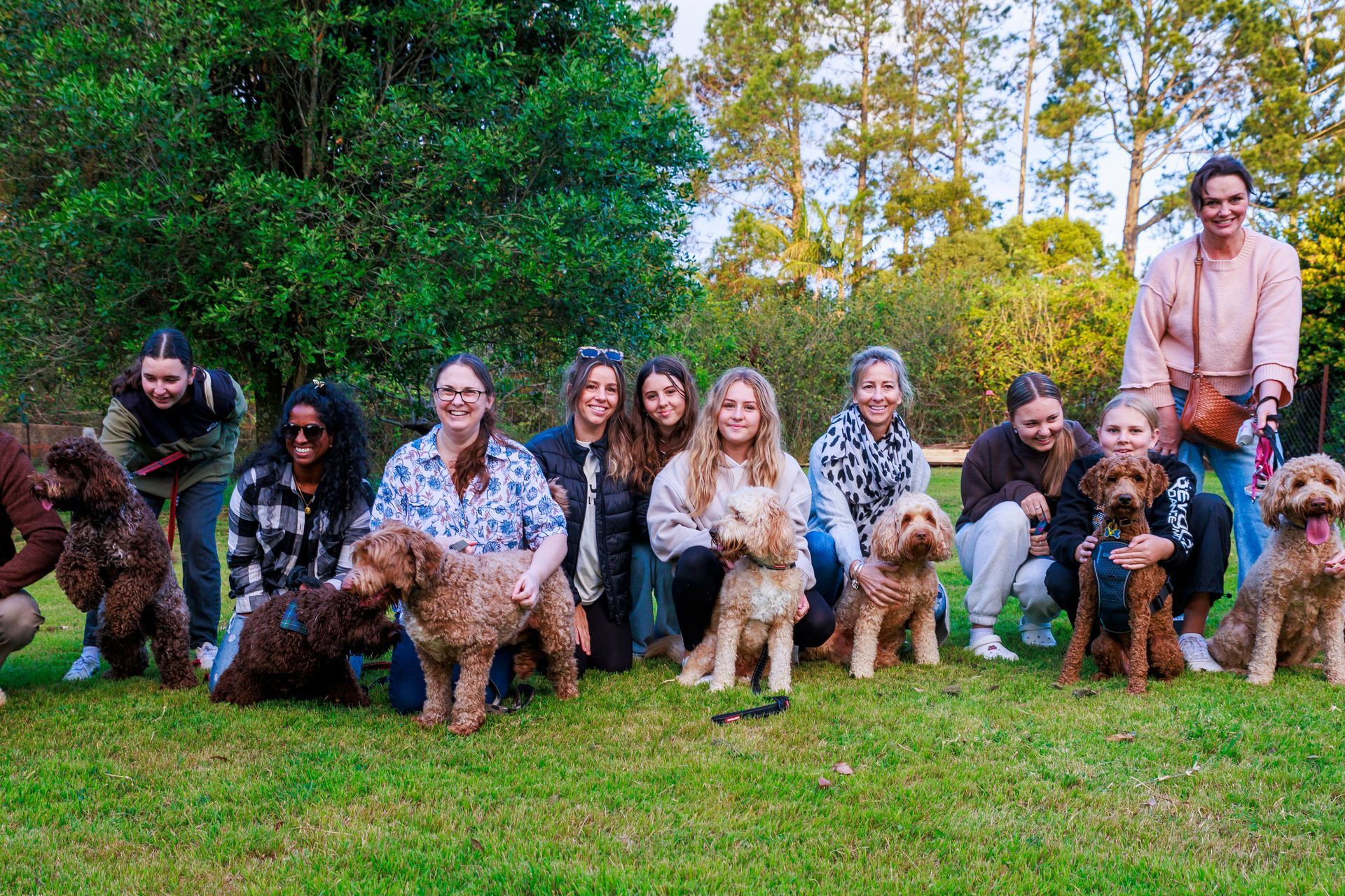 labradoodle adoption