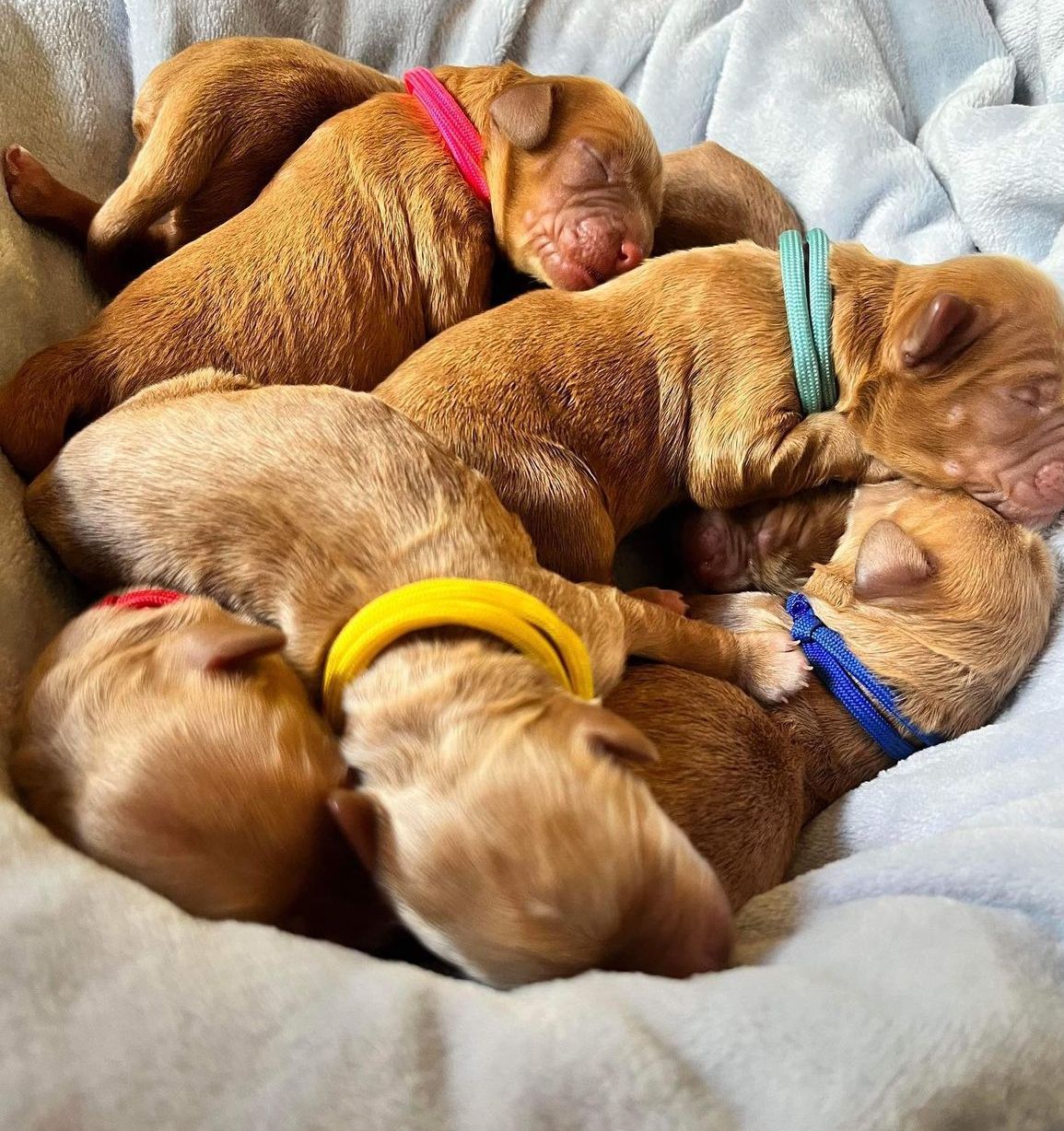 Australian Labradoodle Breeder 