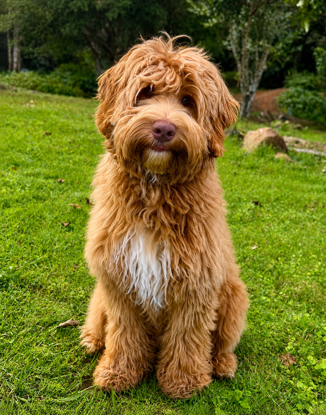 Misty Mountain Georgie (Sage)