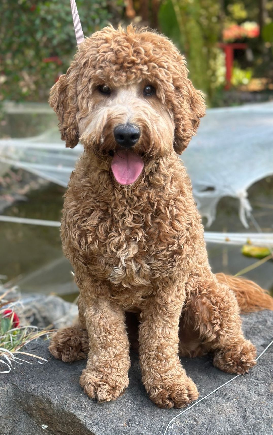 MIsty Mountain Yogi Bear (Sam)