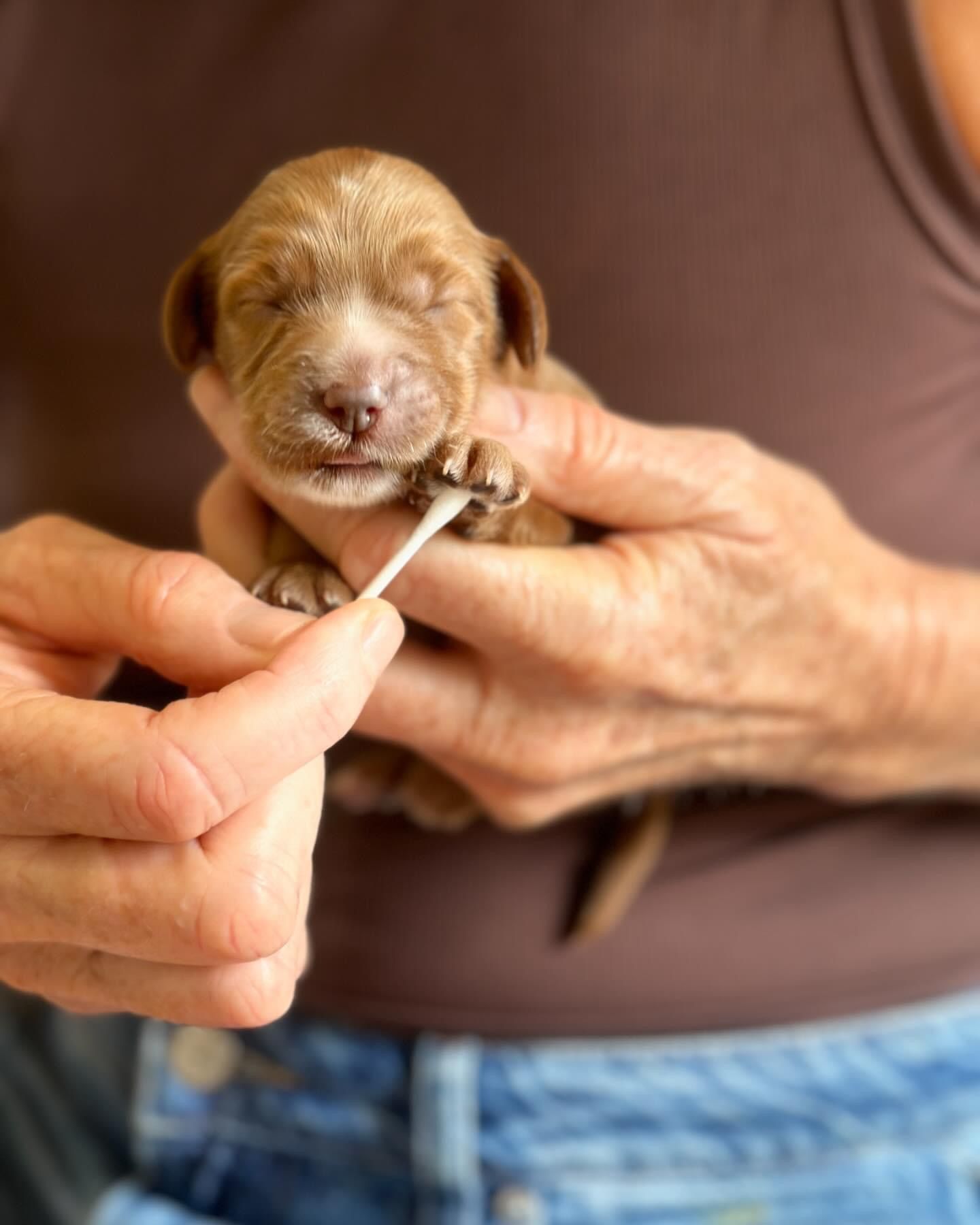 Australian Labradoodles just Born