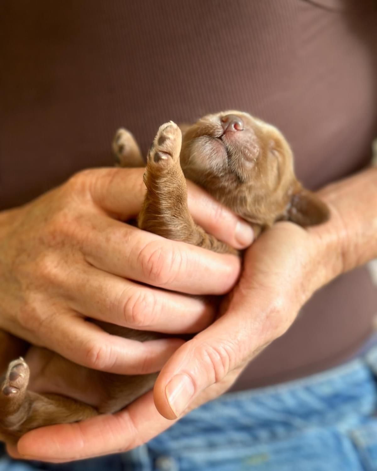 Australian Labradoodles just Born