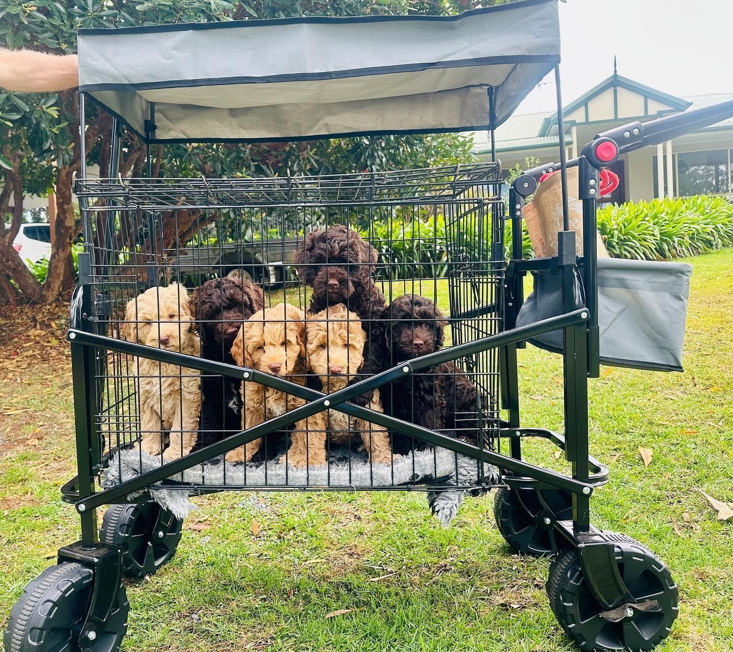 Australian Labradoodle