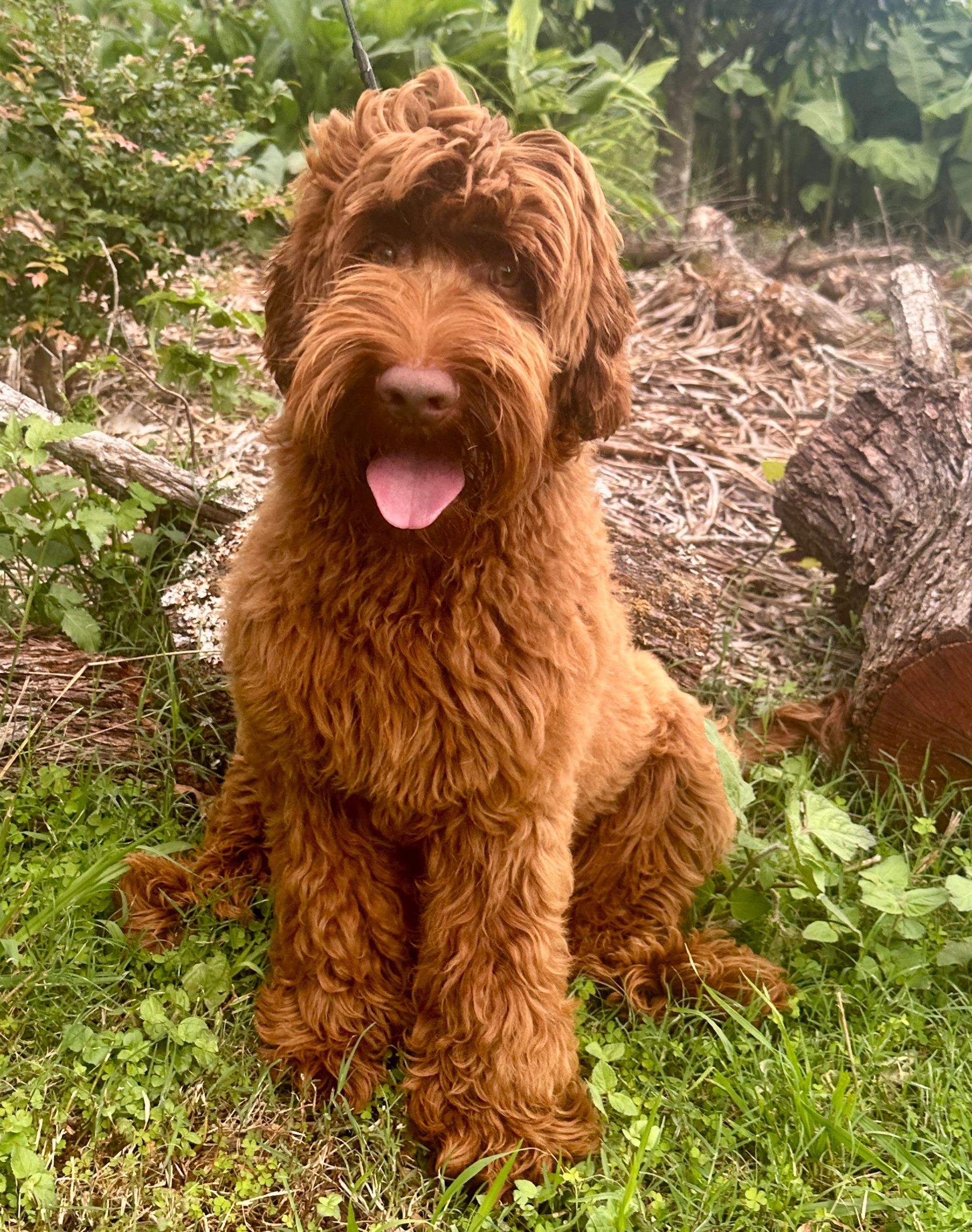 Misty Mountain Fraser (Doug)