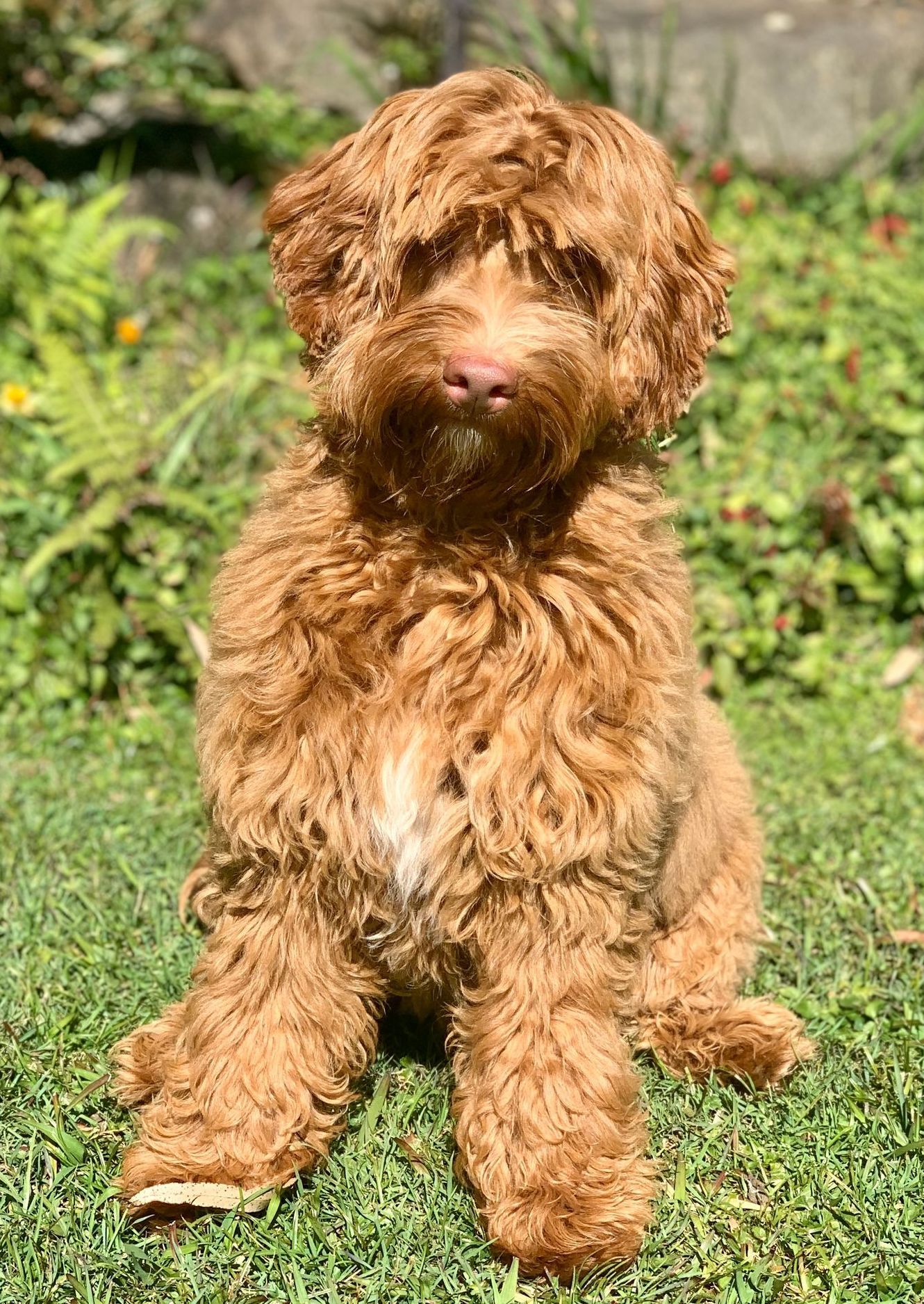 Misty Mountain Whitney  (Peaches)