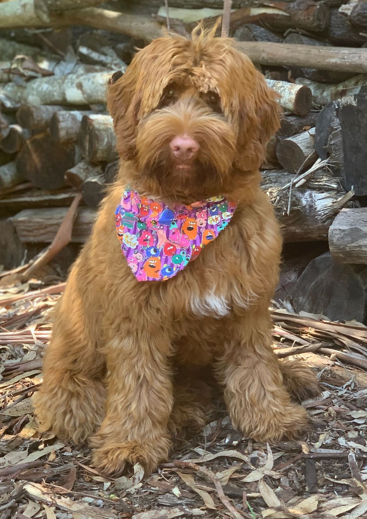 Misty Mountain Sir George (Milo)