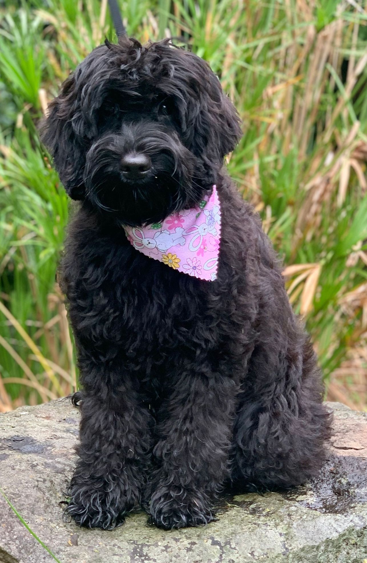 Misty Mountain Velvet (Winnie)