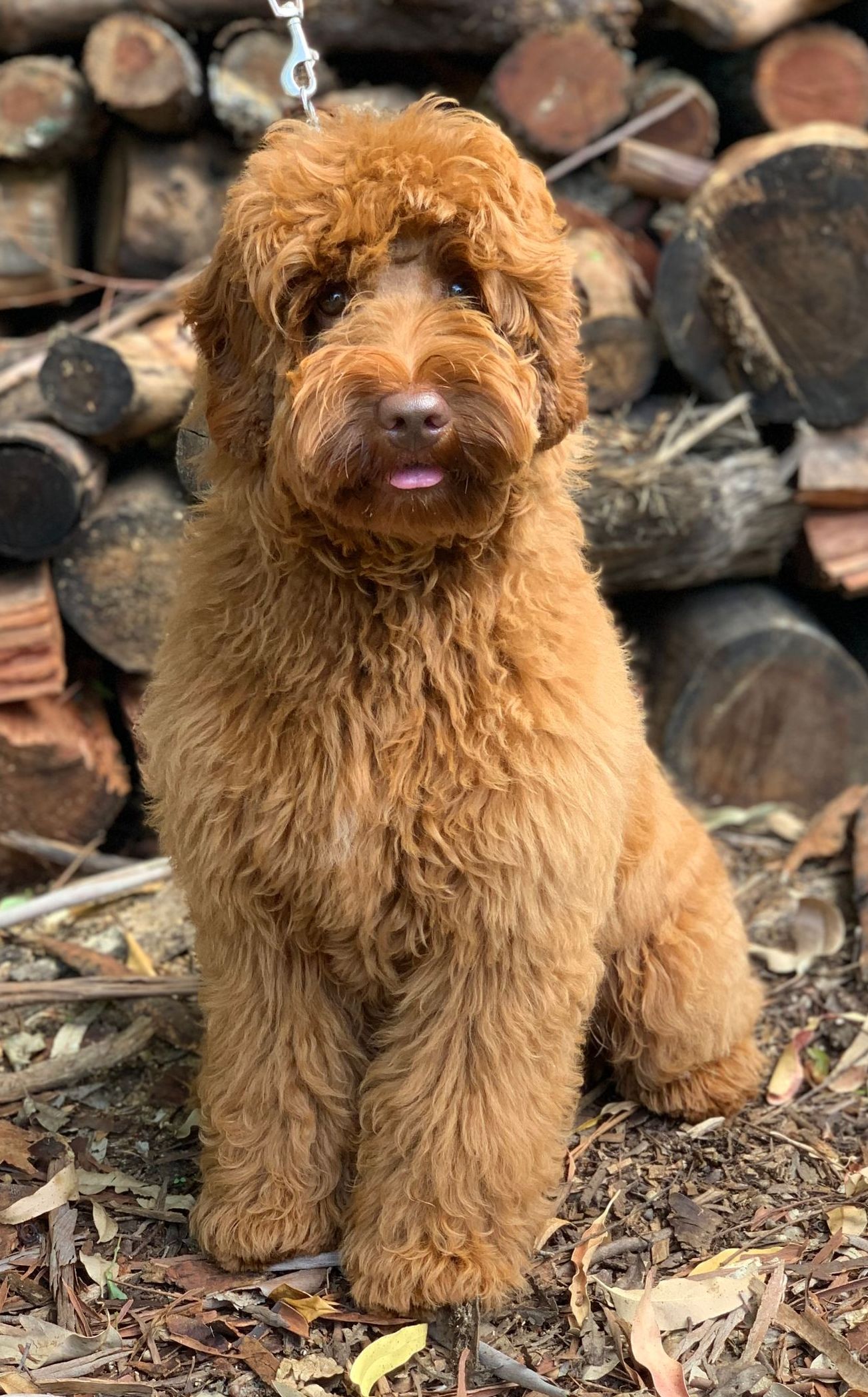 Misty Mountain Jefferson (Benji)