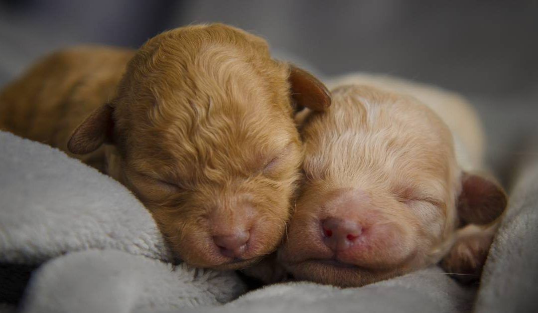 Australian Labradoodles Litter