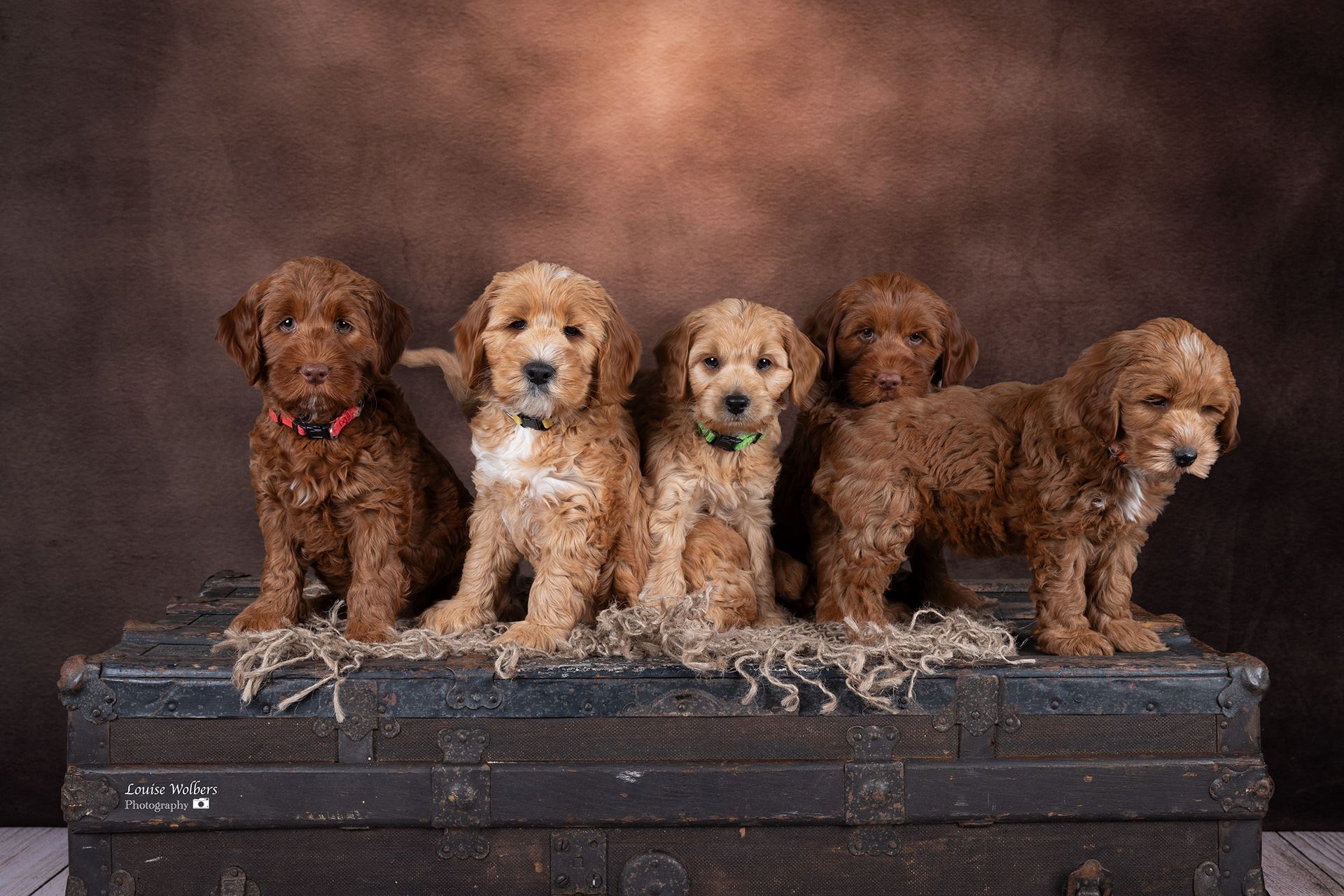 australian labradoodle golden