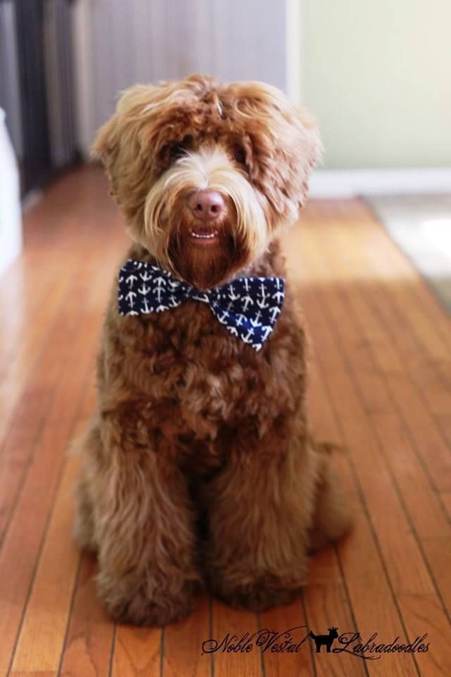 australian labradoodle brown