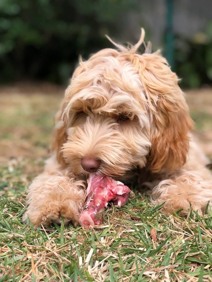 australian labradoodle white