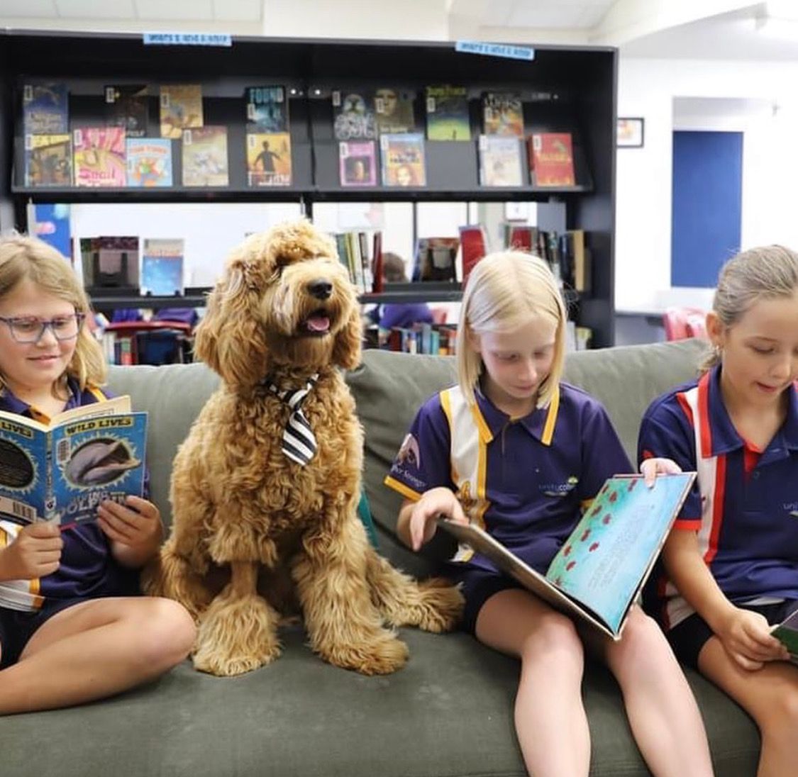 Labradoodle Australia