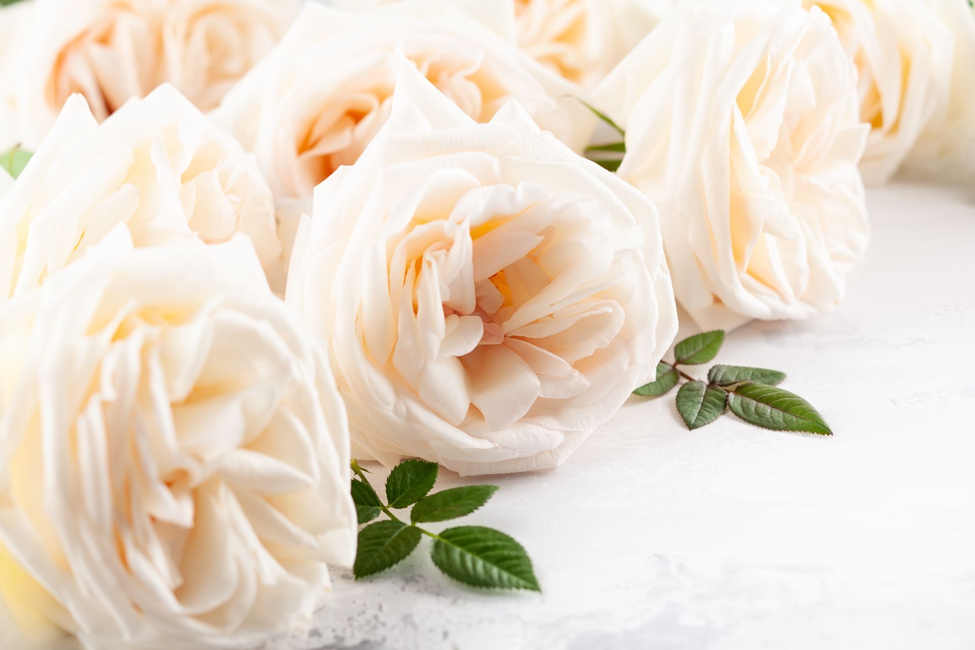 Soft cream roses with peach centers, offering gentle comfort and sympathy. Soft cream roses with peach centers, offering gentle comfort and sympathy.