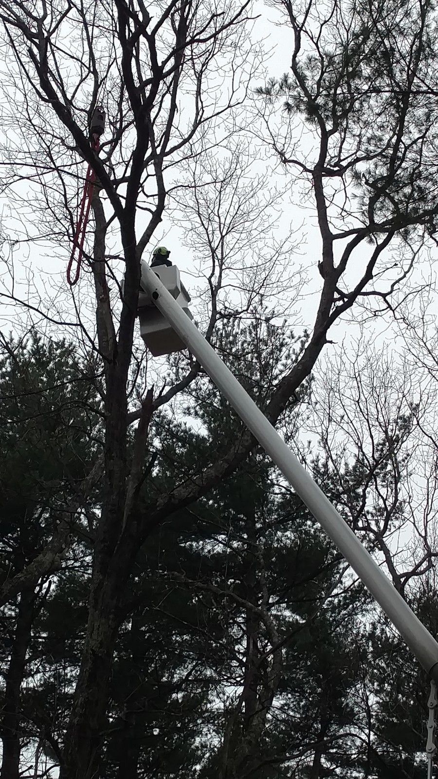 Tree Trimming Service Near Me Fitchburg MA