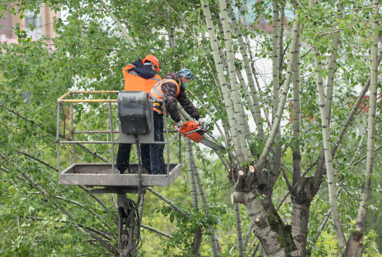 Tree Pruning