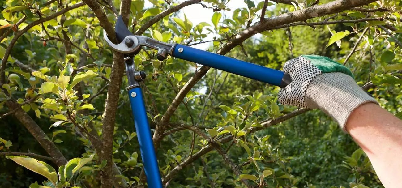 Holden MA Tree Trimming Near Me